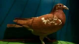 Meulemans postagalamb