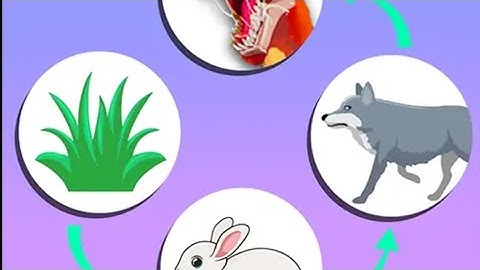 Food Web Merge Gameplay