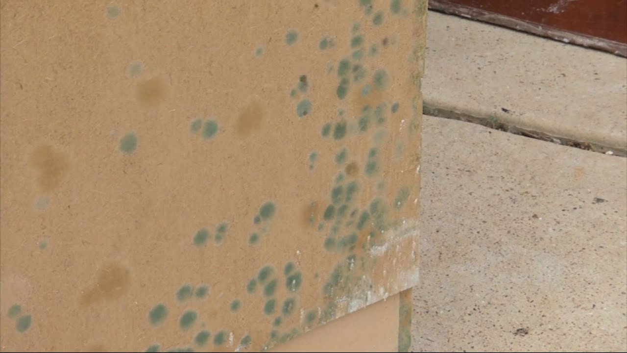 After Harvey Texas Homeowners Fighting Mold You After Harvey Texas Homeowners Fighting Mold