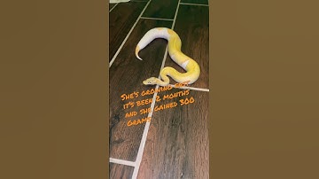 Banana 🍌 pastel pied 🥧 python 🐍