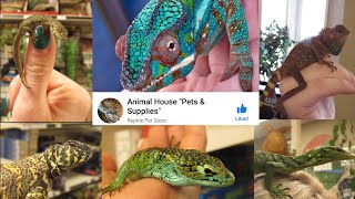 Visiting Animal House Pets & Supplies: The Reptile Store