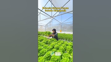 Thumbnail of Rahasia Sukses Tanam Selada Hidroponik #hidroponik #hidroponiksederhana
