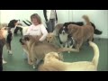 Southpaws Doggie Daycare Southpaws Doggie Daycare