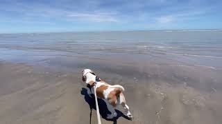 Basset hounds’ first time at the beach! by Las Niñas Chaparras 126 views 1 year ago 4 minutes, 29 seconds