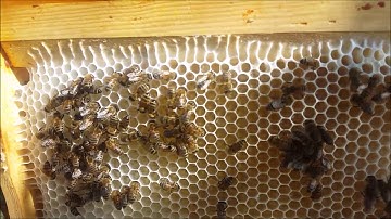 Supering Outyard-Checkerboarding - That Bee Man