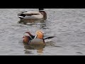 MANDARIN DUCK IN ORLAND PARK ILLINOIS!!!!!