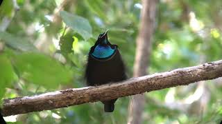 Magnificent Riflebird (Ptiloris magnificus) video & call