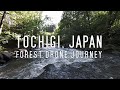 TOCHIGI, JAPAN: Forest Drone Journey (4K/60FPS Tour) Stunning Drone 4K Footage