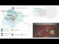 Metabolismo de las isoflavonas