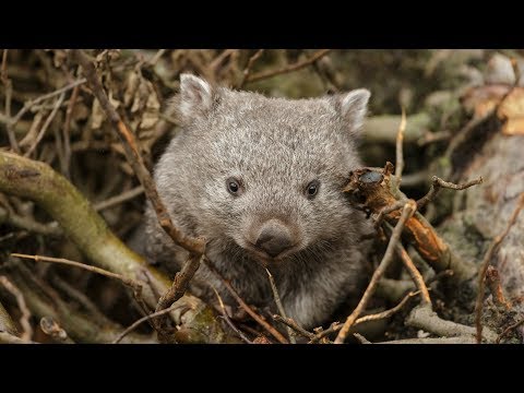 Video: Forskjellen Mellom Pattedyr Og Pungdyr