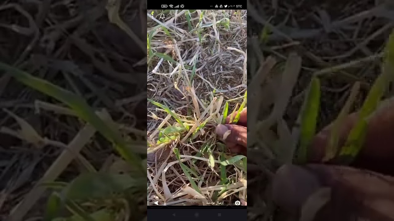 الشعير حصدتين