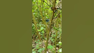 Bird Neste | birds sitting on tree branches, making nests ,Birds build nests and lay eggs and raise
