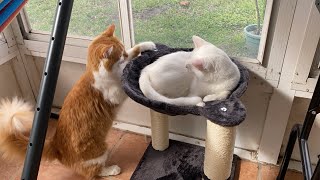 Boba is Back in The Hospital 😭/ Dobby Got an Upgraded Porch Cat Tree by MaxluvsMya 2,027 views 2 months ago 49 seconds