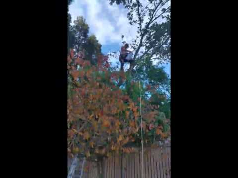 Claycord.com - Concord, CA Cat Rescue - YouTube