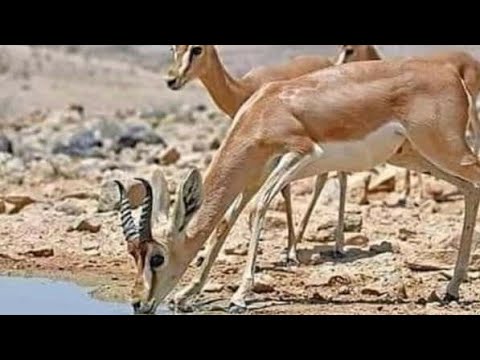 داني داني مع الشيخ حمود التخة