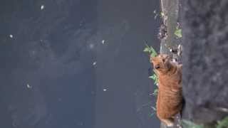 A cat climbing the stone wall of Hibiya Park is photographed by the top. part3