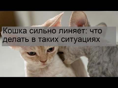 Кошка сильно линяет: что делать в таких ситуациях