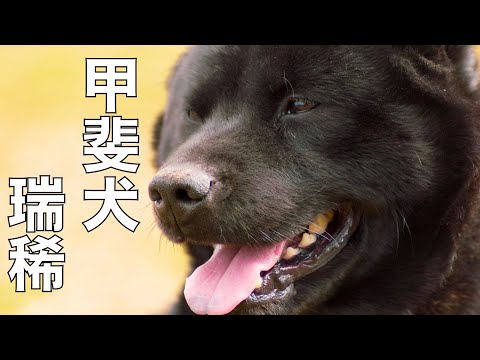 【甲斐犬】瑞稀くんの引越しライブ15時30分より配信