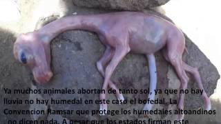 Bofedales deserticos