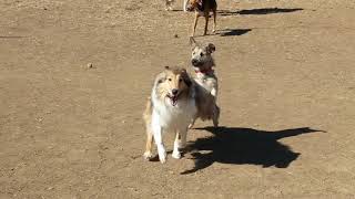 A Day At The Dog Park