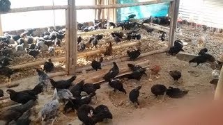 Mantap 7 Rahasia Sukses Beternak Ayam Kampung Bagi Pemula