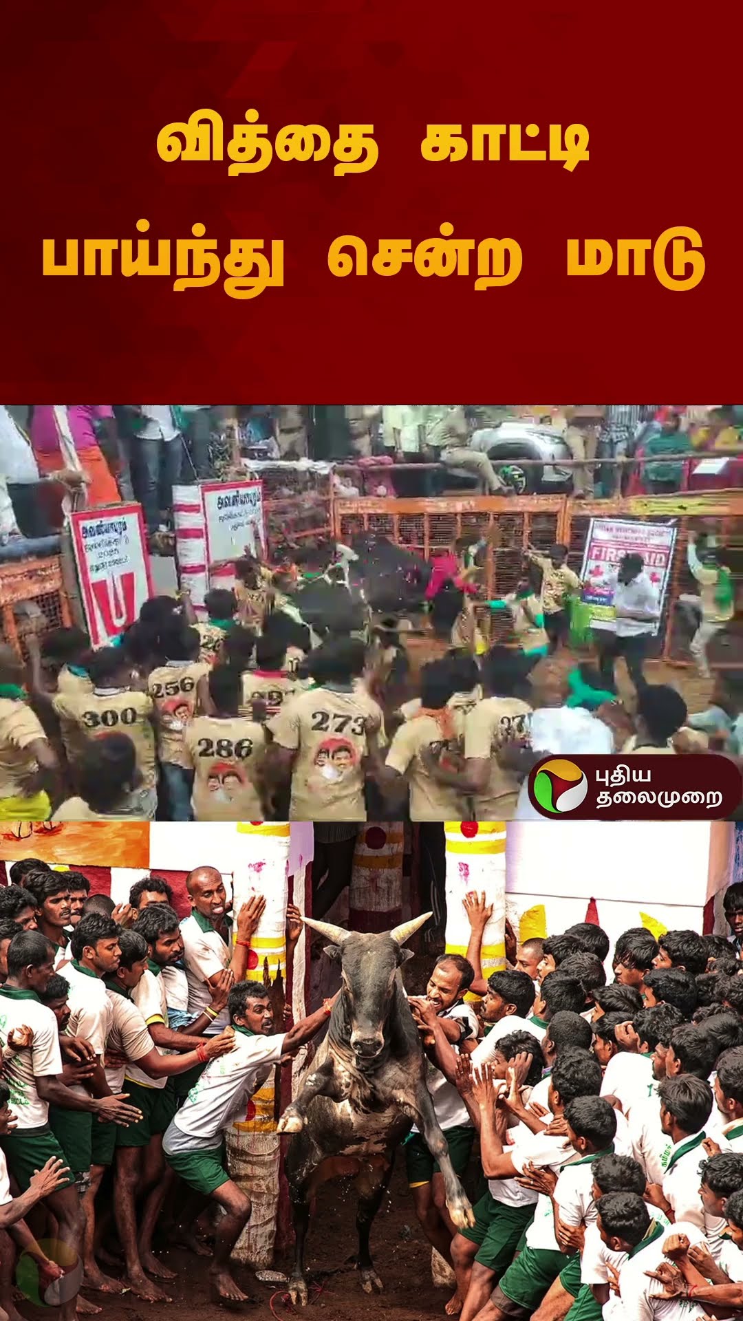 வித்தை காட்டி பாய்ந்து சென்ற மாடு | #jallikattu2025 | #madurai | #shorts #puthiyathalaimuraitv