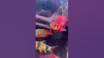 Vi sinh Extra Bio - Ai chơi thủy sinh cũng nên biết #shorts #thuysinh