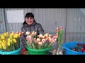 как я продал 3000 тюльпанов в розницу 8 марта
