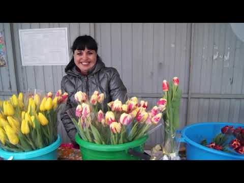 Гипсолюбка Запах с Гипсофилы Букеты тюльпанов купить из доставкой в Львове