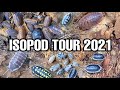 ISOPOD COLLECTION TOUR 2021 | FEEDING & WATERING (34 TYPES)