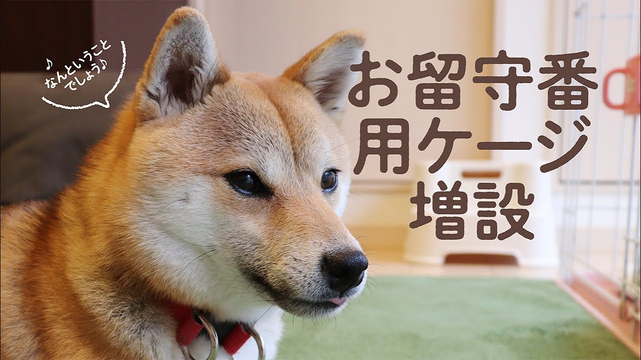 こまめ お留守番用のケージを増設 柴犬 1歳 犬 悪さ対策 Youtube