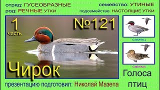 Чирок. Часть 1. Голоса птиц