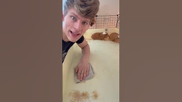 Thumbnail of Cleaning the guinea pig cage ￼