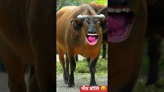 Red Buffalo Voice Buffalo