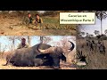 Cacerías en Mozambique Parte 3 de Búfalo Cocodrilo y Warthogs con Rifle en Grandes Trofeos