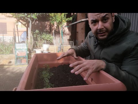 Video: Prendersi cura delle carote in vaso - Come coltivare piante di carote in casa