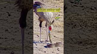 secretary Bird | #birds  #dog #shorts #pitbullfacts #pitbull #amazingfacts #facts #fact #knowledge