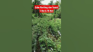 Cabe Keriting Tumpang Sari Tomat