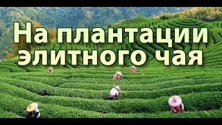 ☕► Чайные плантации - Ручная сборка элитных сортов чая ☕► Чайные плантации - Ручная сборка элитных сортов чая