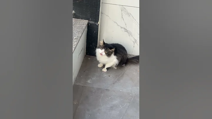 Video 11759261: persian cat mainecoon, persian tom cat, talking