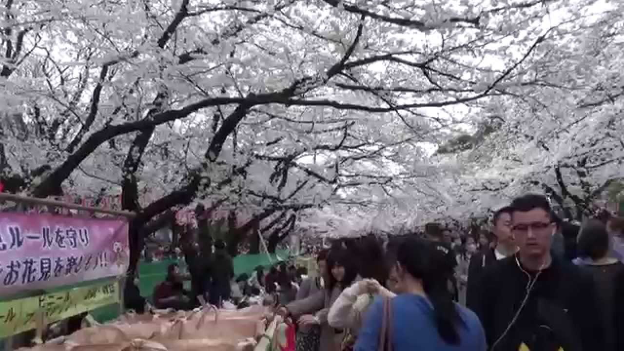 Hanami Tokyo 15 Ueno Sakura Matsuri Youtube