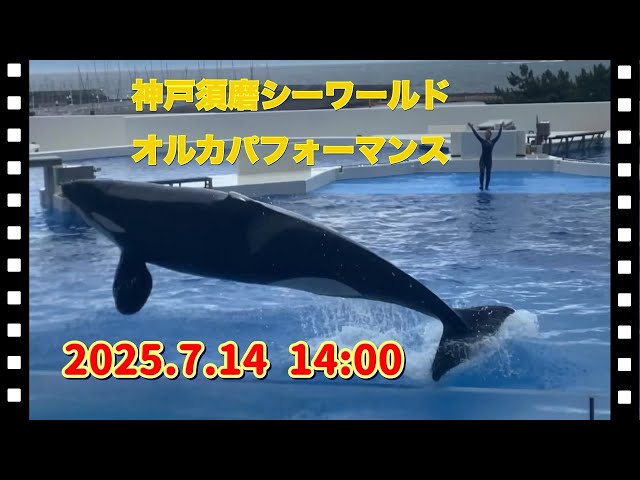 須磨シーワールド　オルカ 25.9.13 #須磨シーワールド