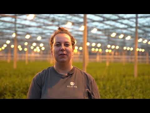 Klaver Lily zoekt collega's: Accountmanager en teamleden gezocht