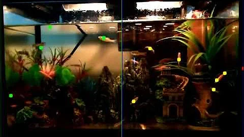 Fish Activity Tracker