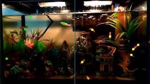 Fish Activity Tracker