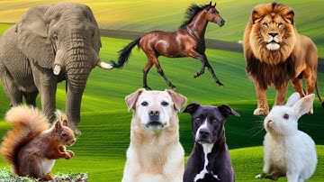 Farm Animal Sounds - Cow, Sheep, Cat, Dog, Chicken - Animal Moments