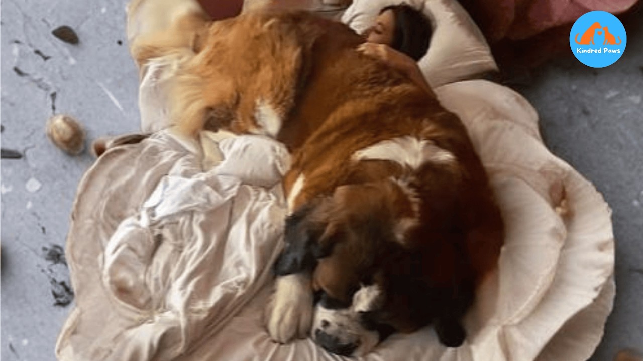 I Adopted a Saint Bernard… I Wasn’t Ready