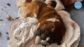 Download Lagu I Adopted a Saint Bernard… I Wasn’t Ready MP3