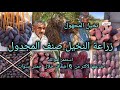 زراعة واستثمار نخيل المجهول أو المجدول بالعراق مبلغ الاستثمار يتضاعف اكثر 6 مرات خلال خمسة سنوات 