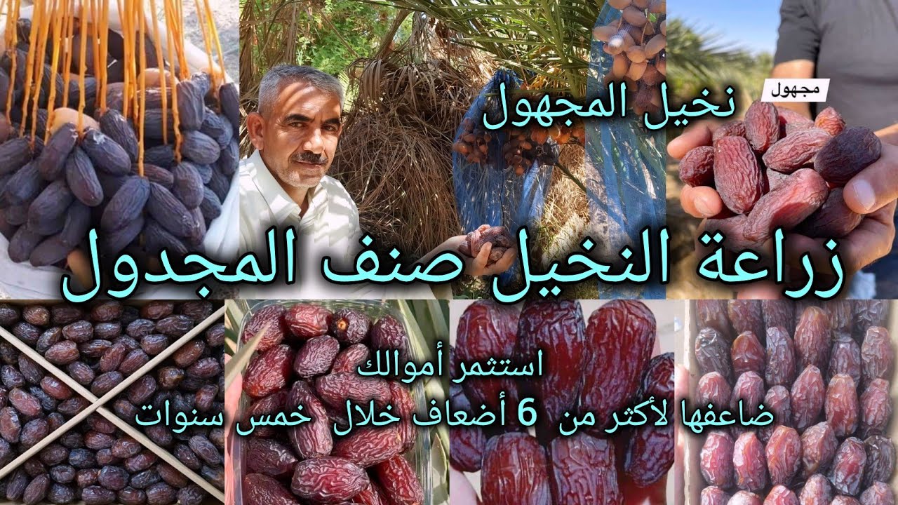 زراعة واستثمار نخيل المجهول أو المجدول بالعراق 🇮🇶 مبلغ الاستثمار يتضاعف اكثر 6 مرات خلال خمسة سنوات